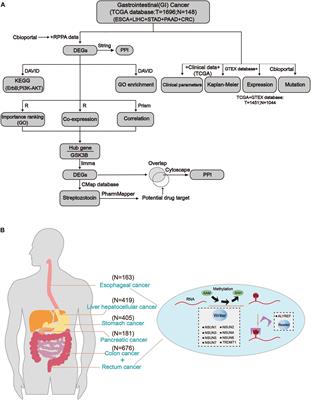 m5C RNA Methylation Primarily Affects the ErbB and PI3K–Akt Signaling Pathways in Gastrointestinal Cancer